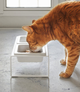 Side view of cat eating out of tall white Pet Food Bowl by Yamazaki Home. view 7