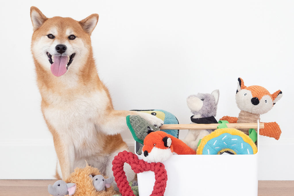 A Day with Kubo the Shiba