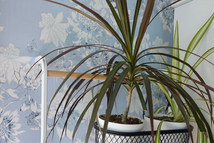 Leaning Storage Ladder in kitchen with cozy blue wallpaper holding two big leafy green plants. 