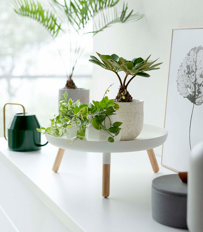 White Yamazaki Countertop Pedestal Tray with plants on top
