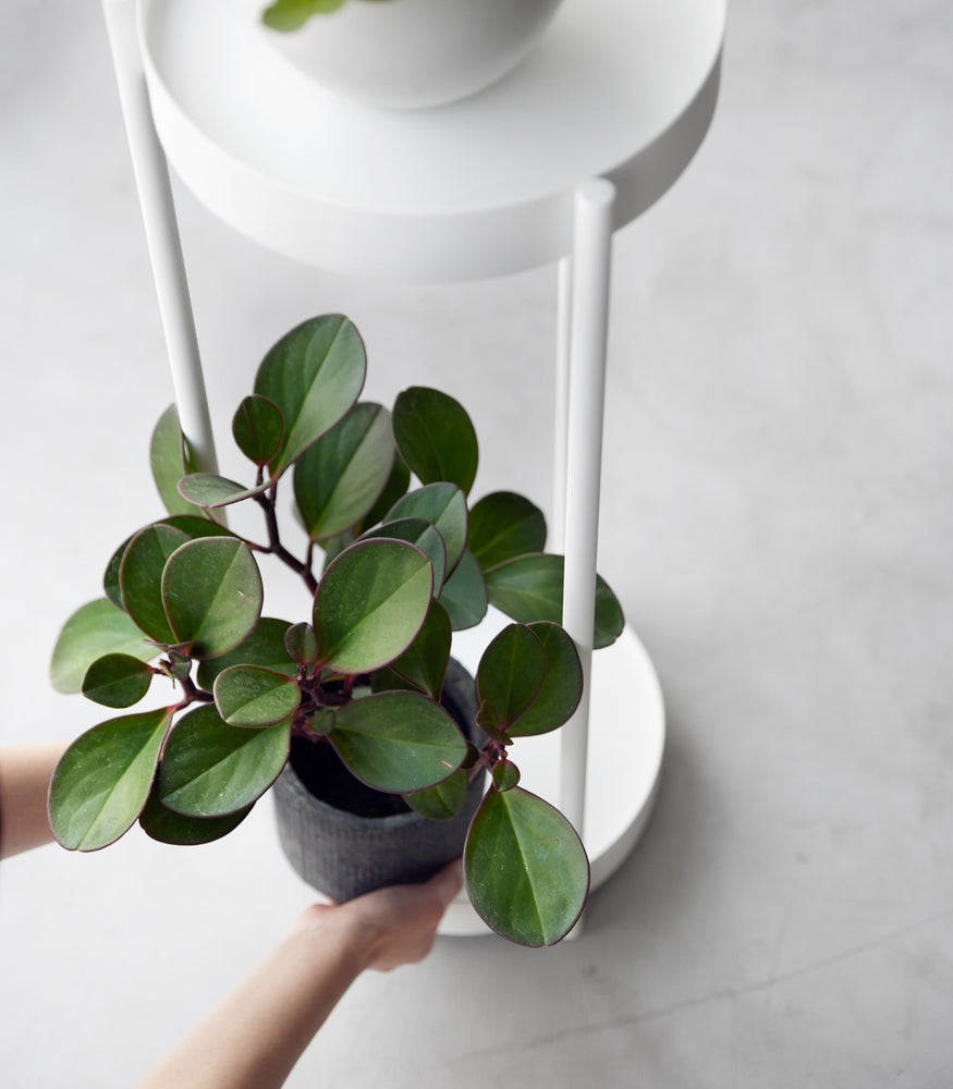 View 6 - Two-level white stand on casters. Model is shown placing a small plant on the bottom shelf.