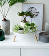 Frontal view of white Yamazaki Countertop Pedestal Tray with plants on top