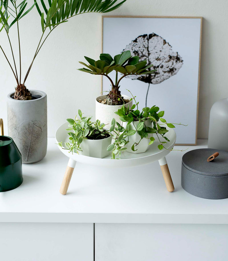 Frontal view of white Yamazaki Countertop Pedestal Tray with plants on top